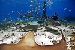 Shark action does not lack at Tiger Beach - Bahamas by Steven Anderson 